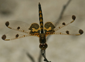 Calico Pennant